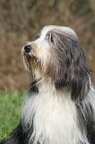 BEARDED COLLIE 418